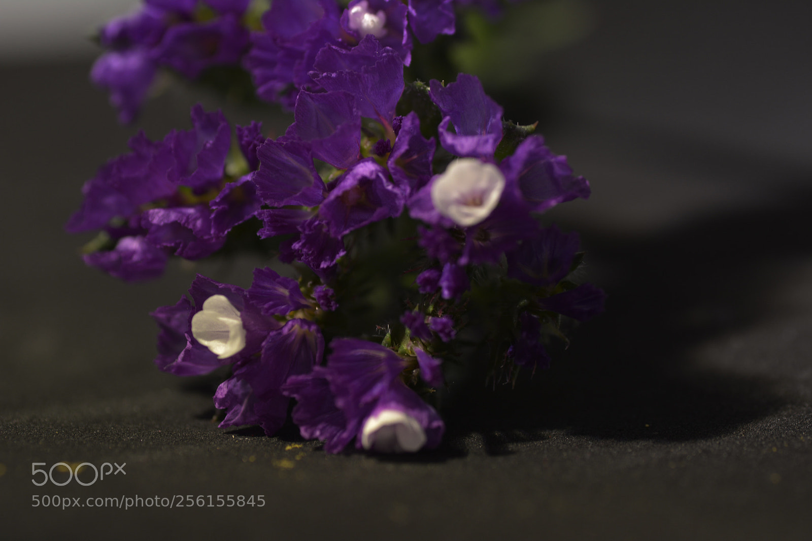 Nikon D7100 sample photo. Flowers photography