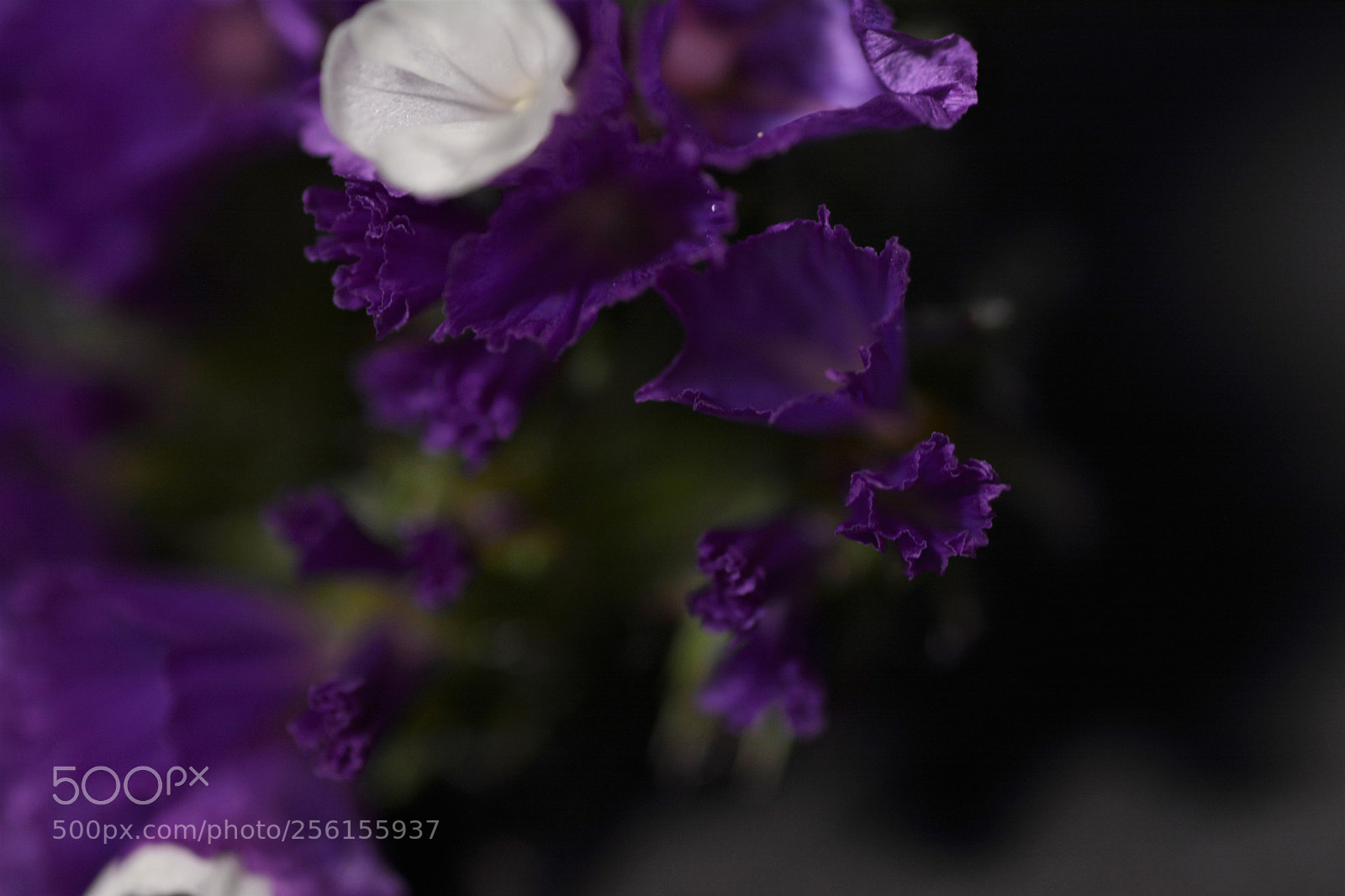 Nikon D7100 sample photo. Flowers photography