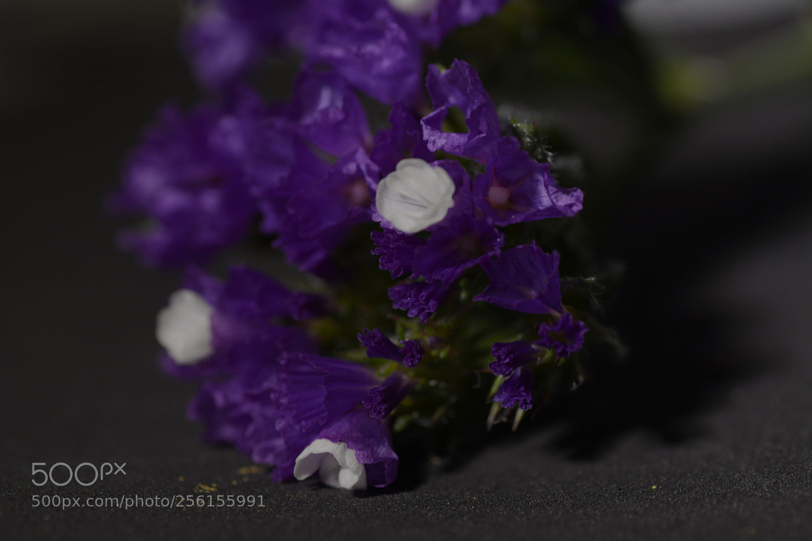 Nikon D7100 sample photo. Flowers photography