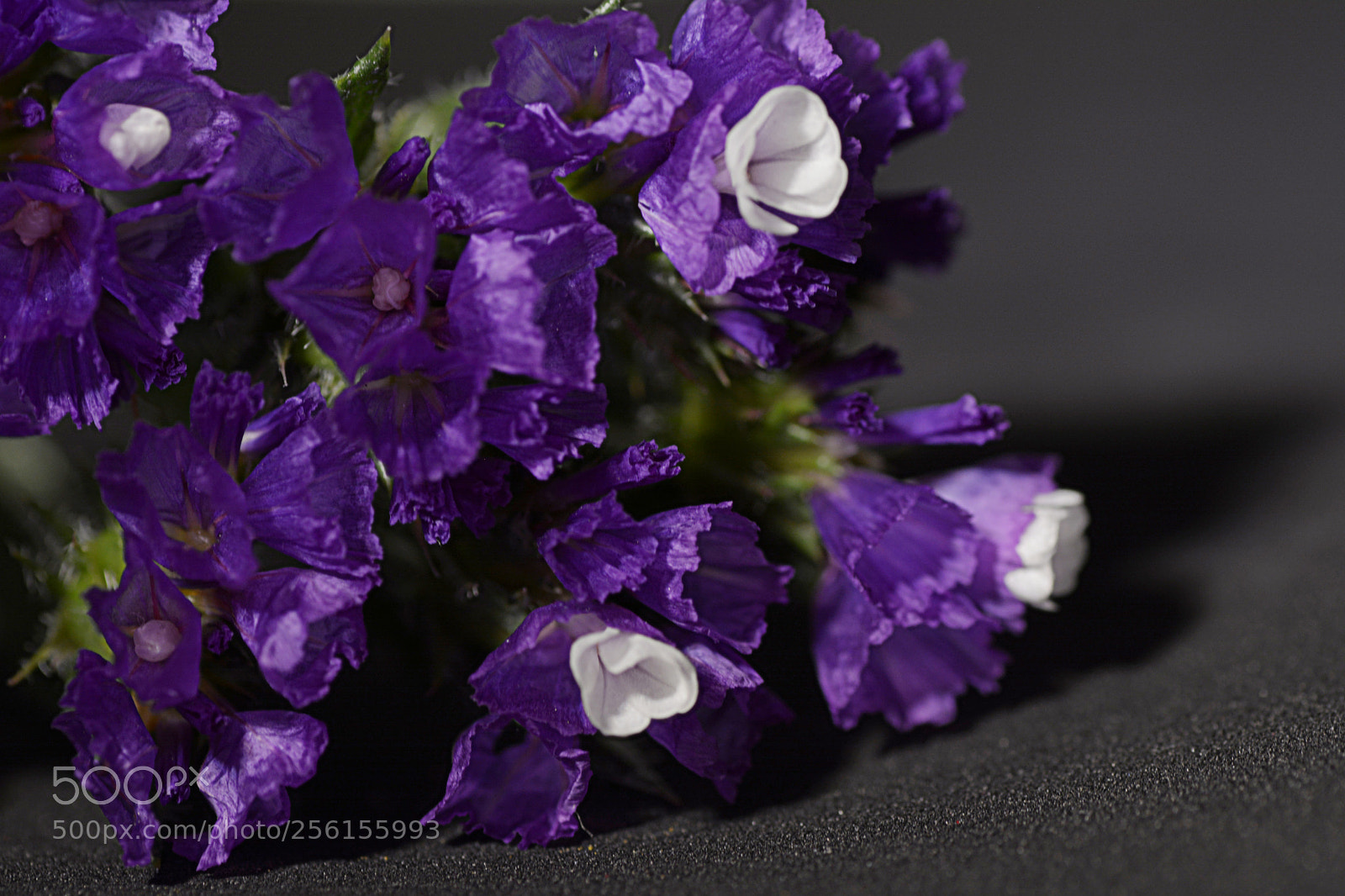 Nikon D7100 sample photo. Flowers photography