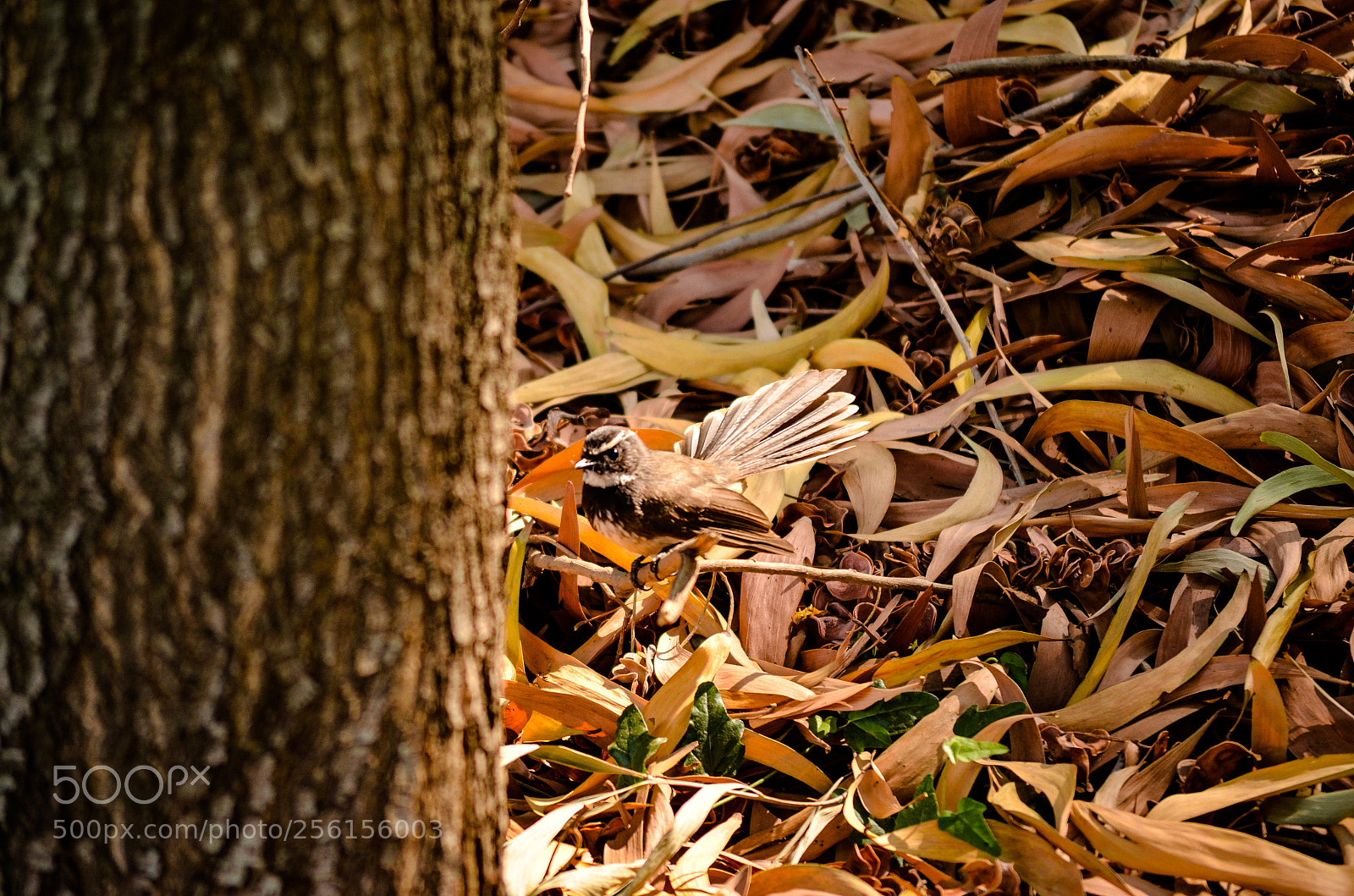 Nikon D5100 sample photo. Bird. photography