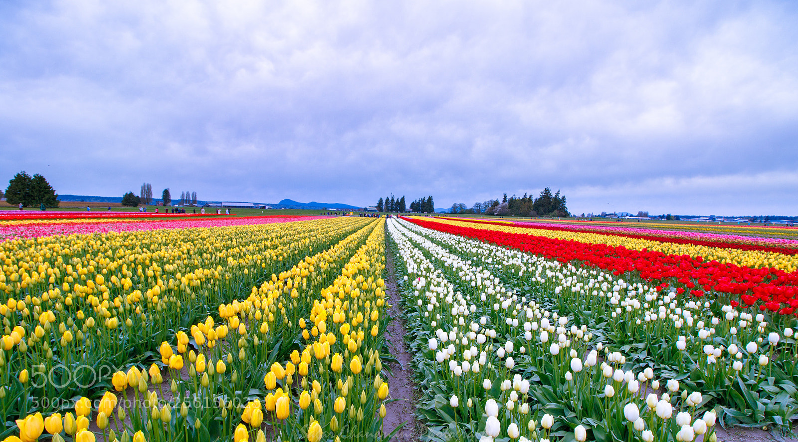 Canon EOS 7D Mark II sample photo. Tulip world photography