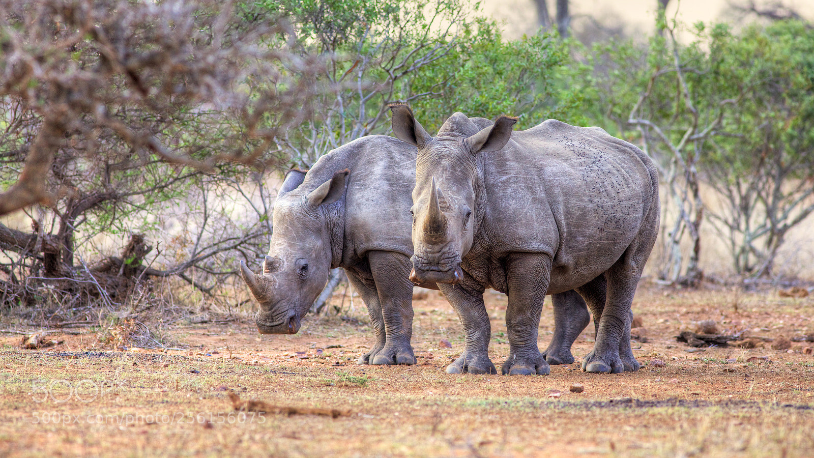 Canon EOS 5D Mark II sample photo. White rhinos photography