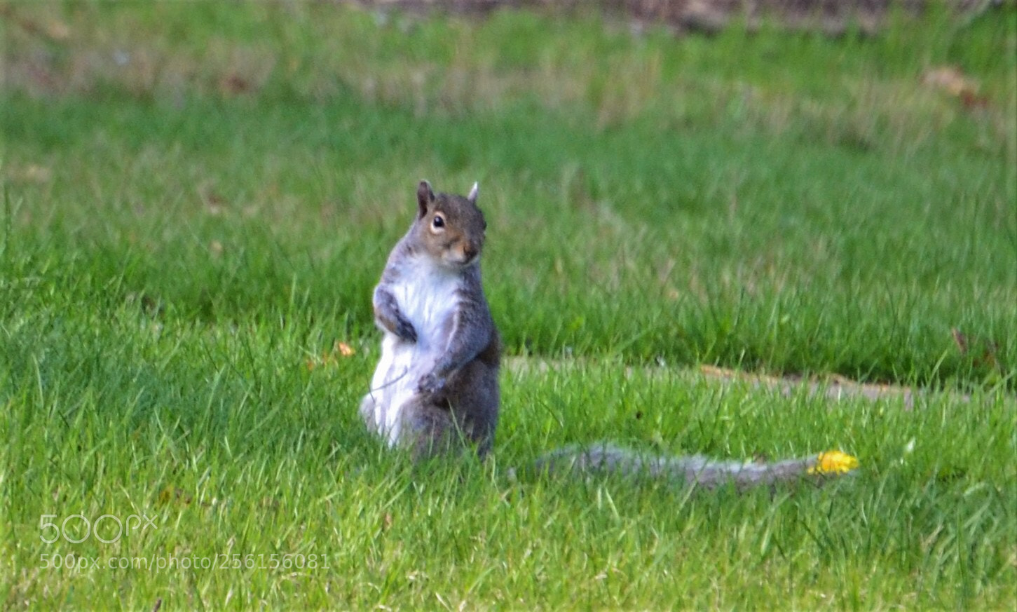 Nikon D3100 sample photo. Friendly squirrel  photography