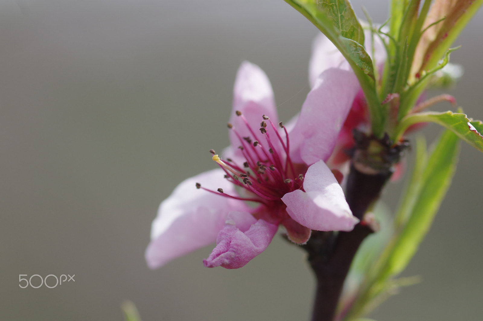 Pentax smc D-FA 100mm F2.8 Macro WR sample photo. Pink too photography