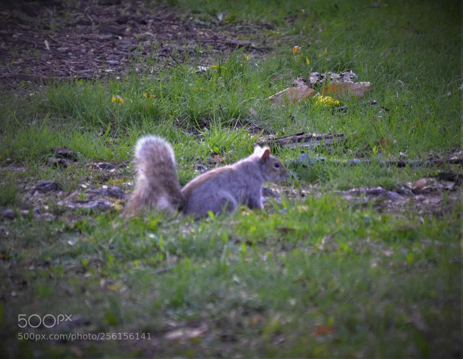 Nikon D3100 sample photo. Park squirrel  photography