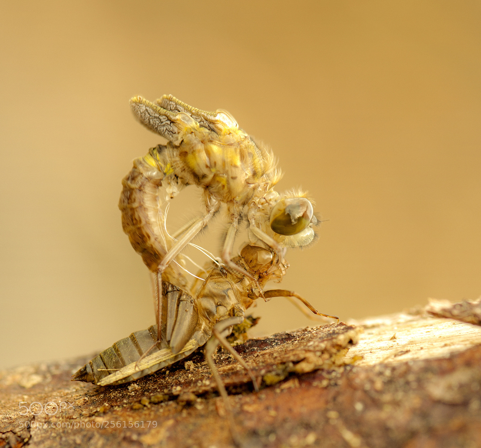 Nikon D700 sample photo. A new life photography