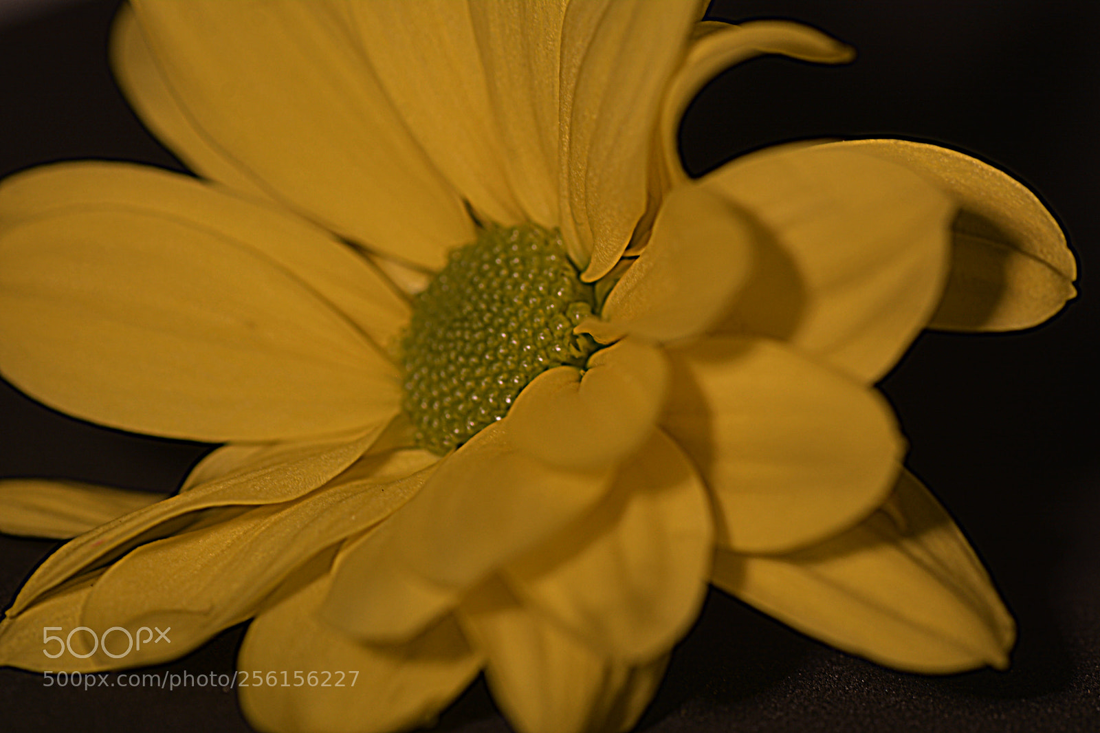 Nikon D7100 sample photo. Flowers photography