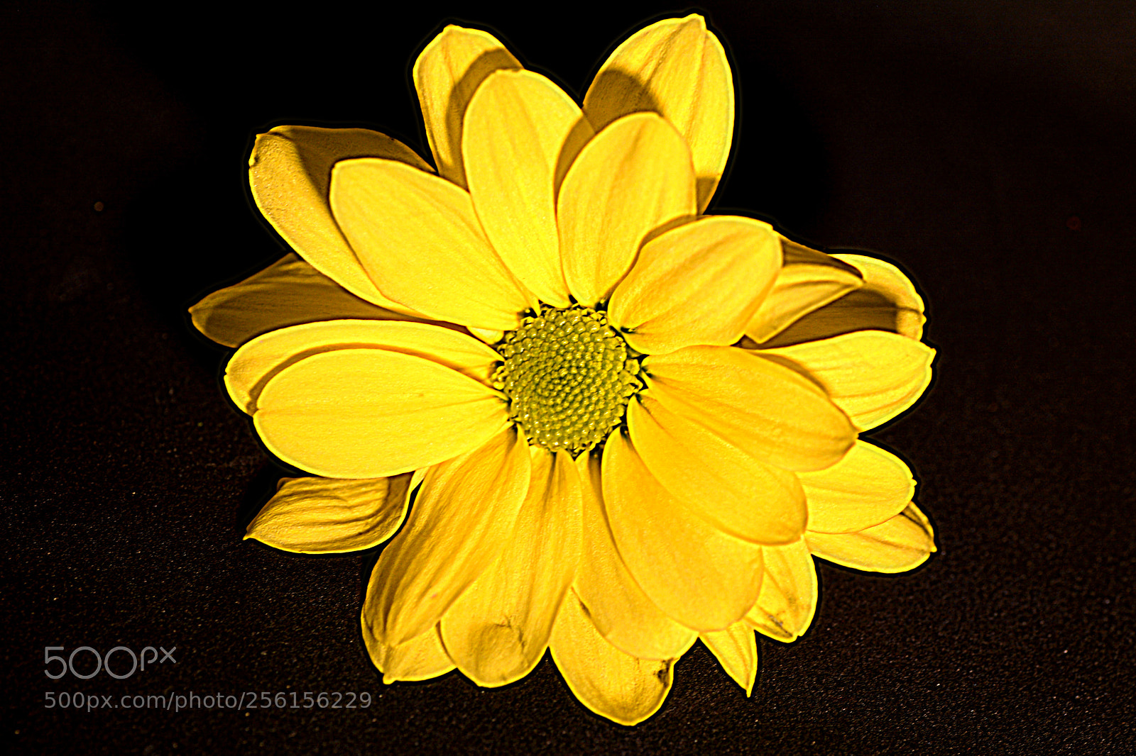 Nikon D7100 sample photo. Flowers photography