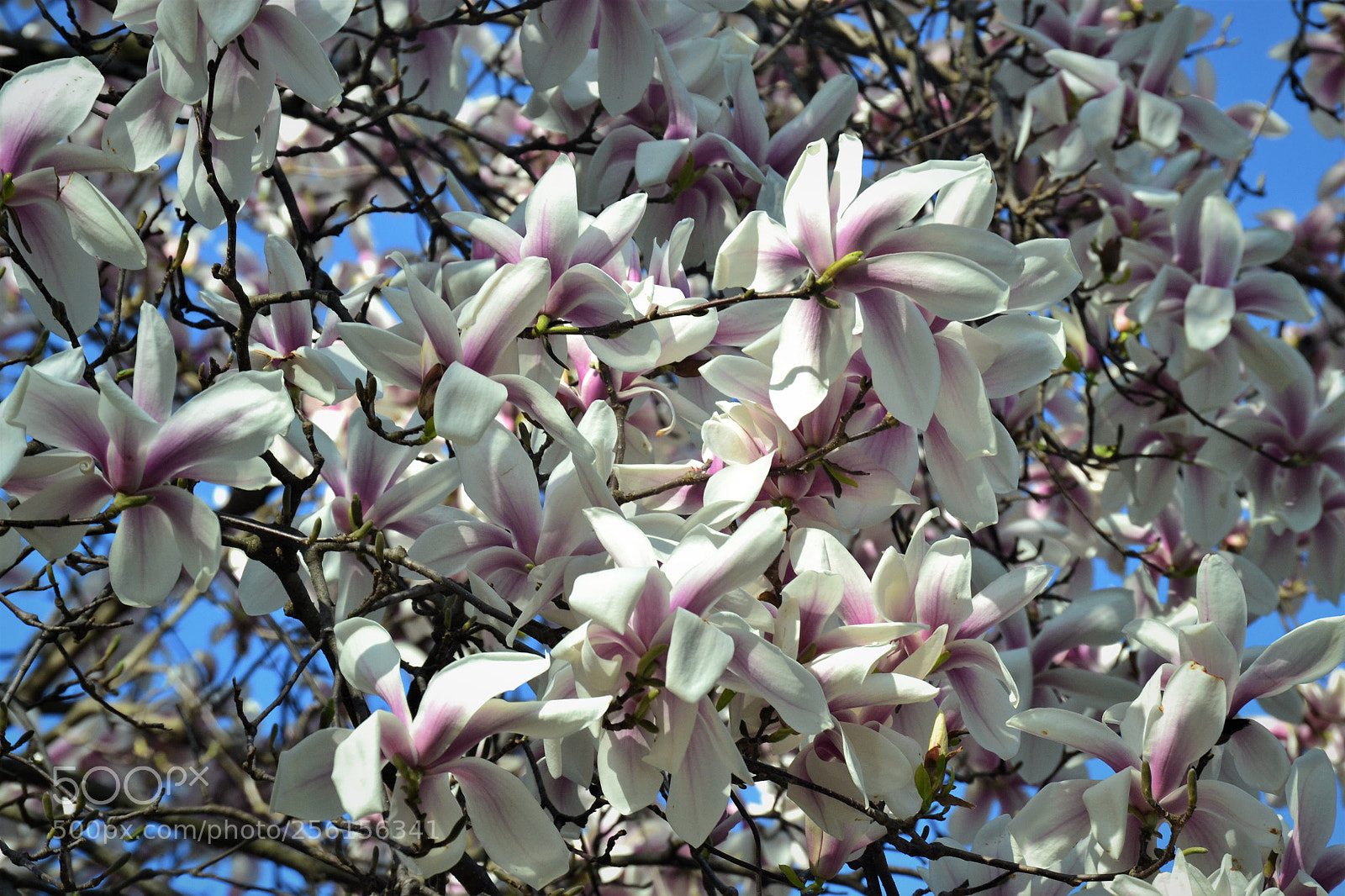 Nikon D3100 sample photo. Flowers photography