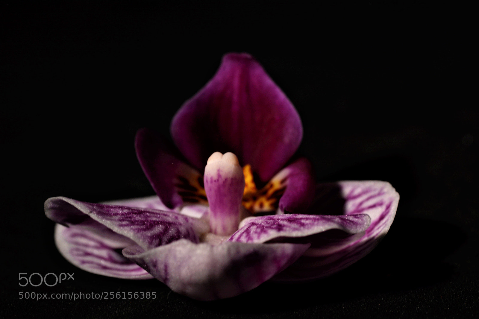 Nikon D7100 sample photo. Flower photography