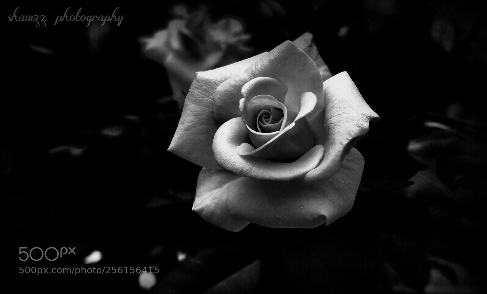 Apple iPhone 6s sample photo. Rose photography
