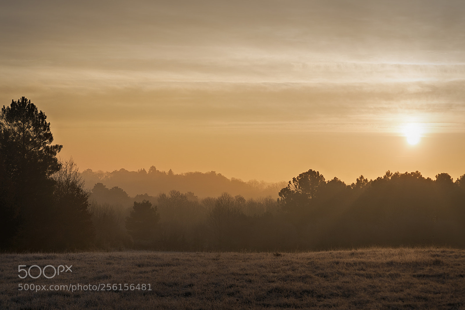 Sony ILCA-77M2 sample photo. Dream forest photography