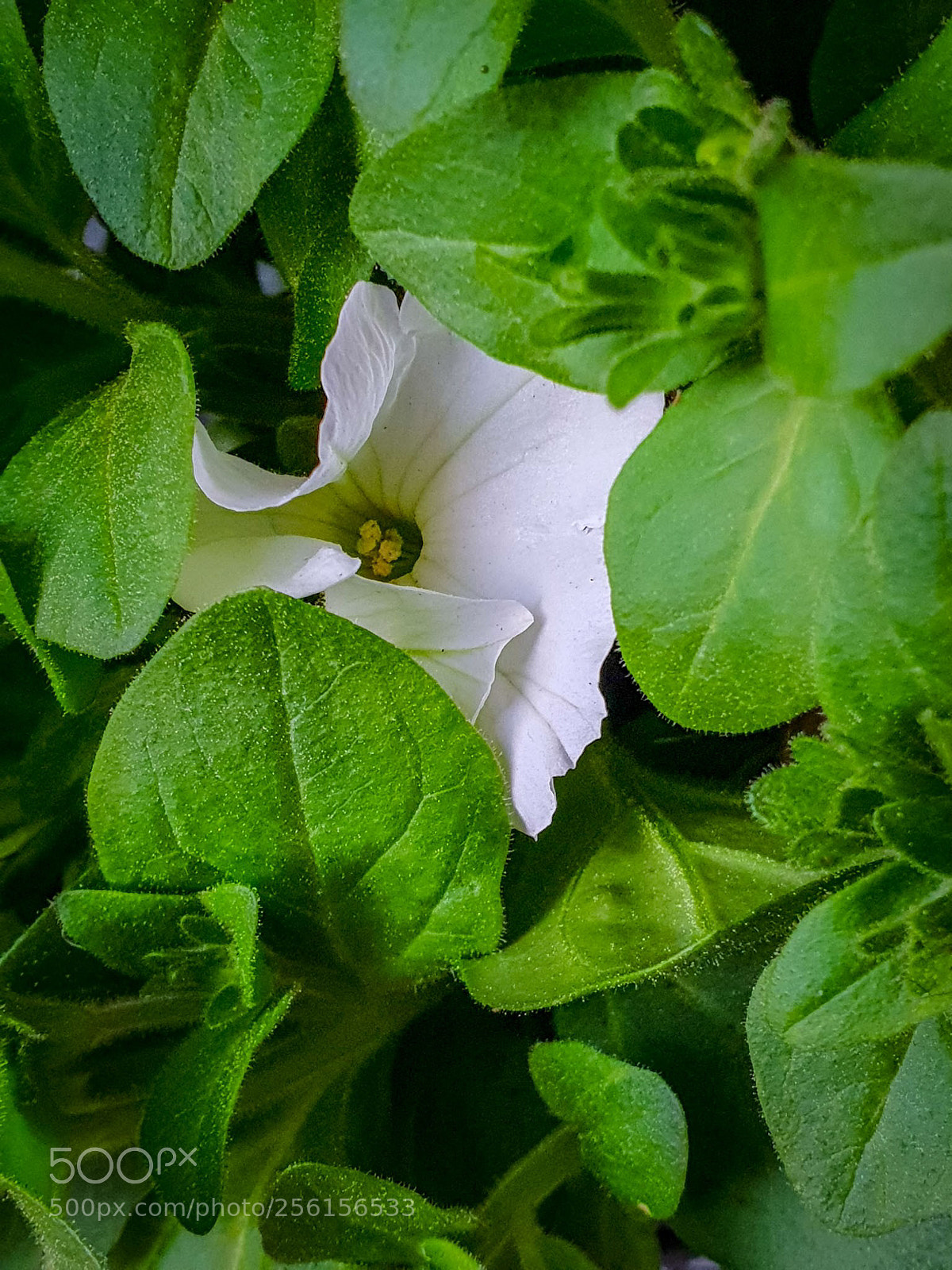 Samsung Galaxy S9+ sample photo. Einsam in der masse photography