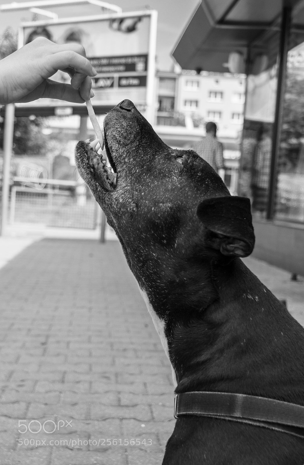 Sony a6000 sample photo. Masza photography