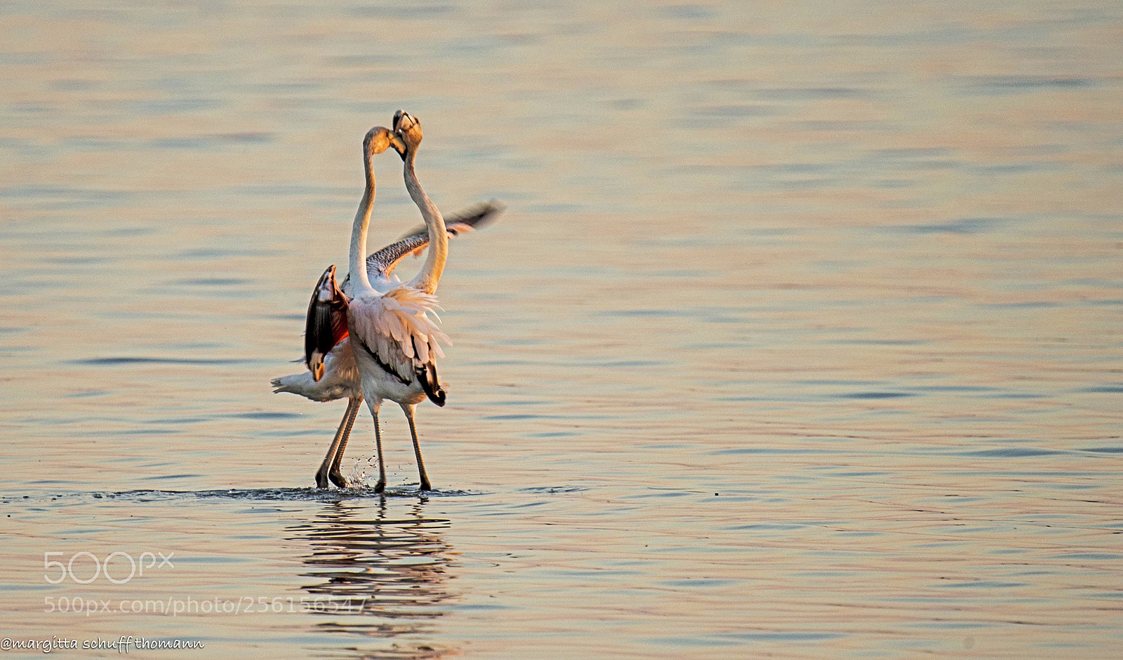 Canon EOS-1D X sample photo. .. and tango is .. photography