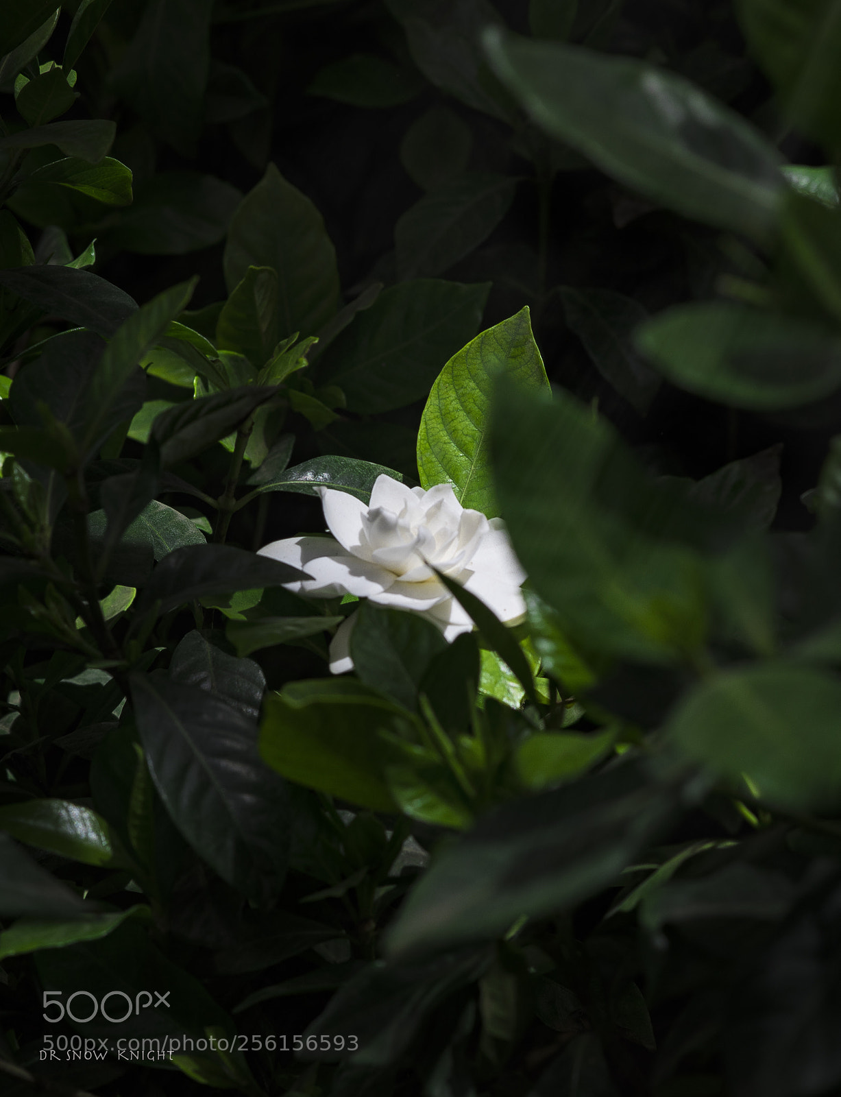 Nikon D810 sample photo. 26.jpg photography