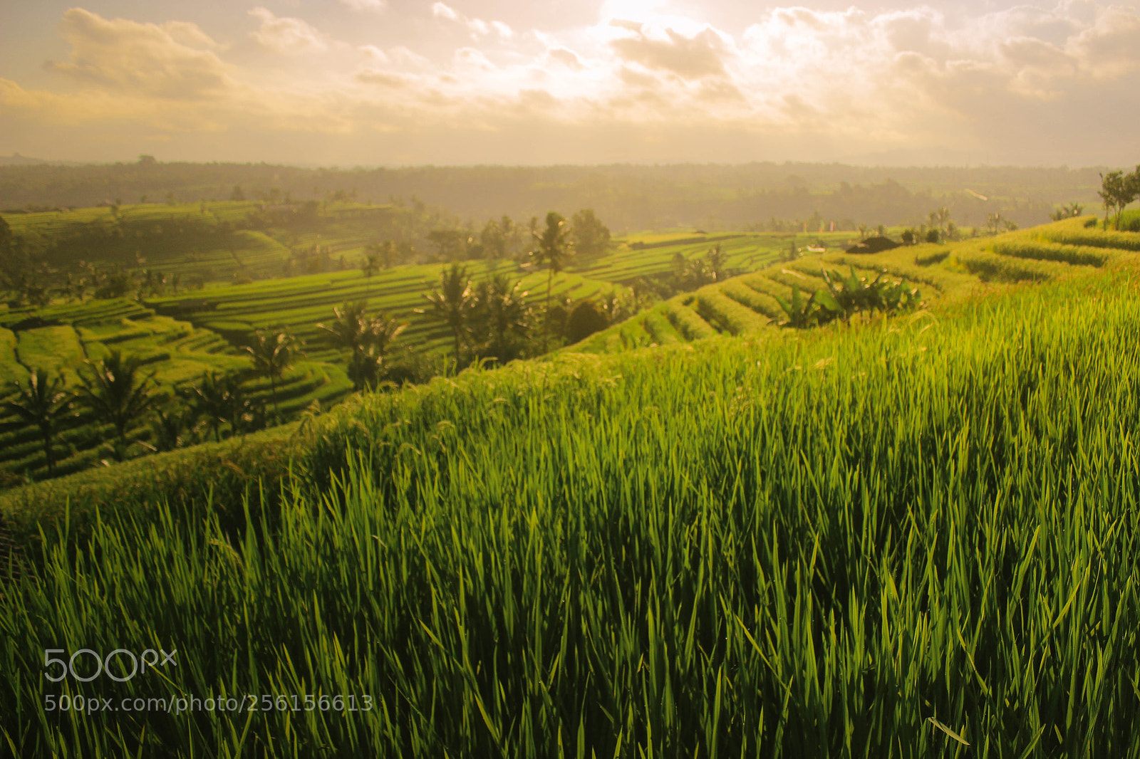 Canon EOS 600D (Rebel EOS T3i / EOS Kiss X5) sample photo. Jatiluwih rice fields photography