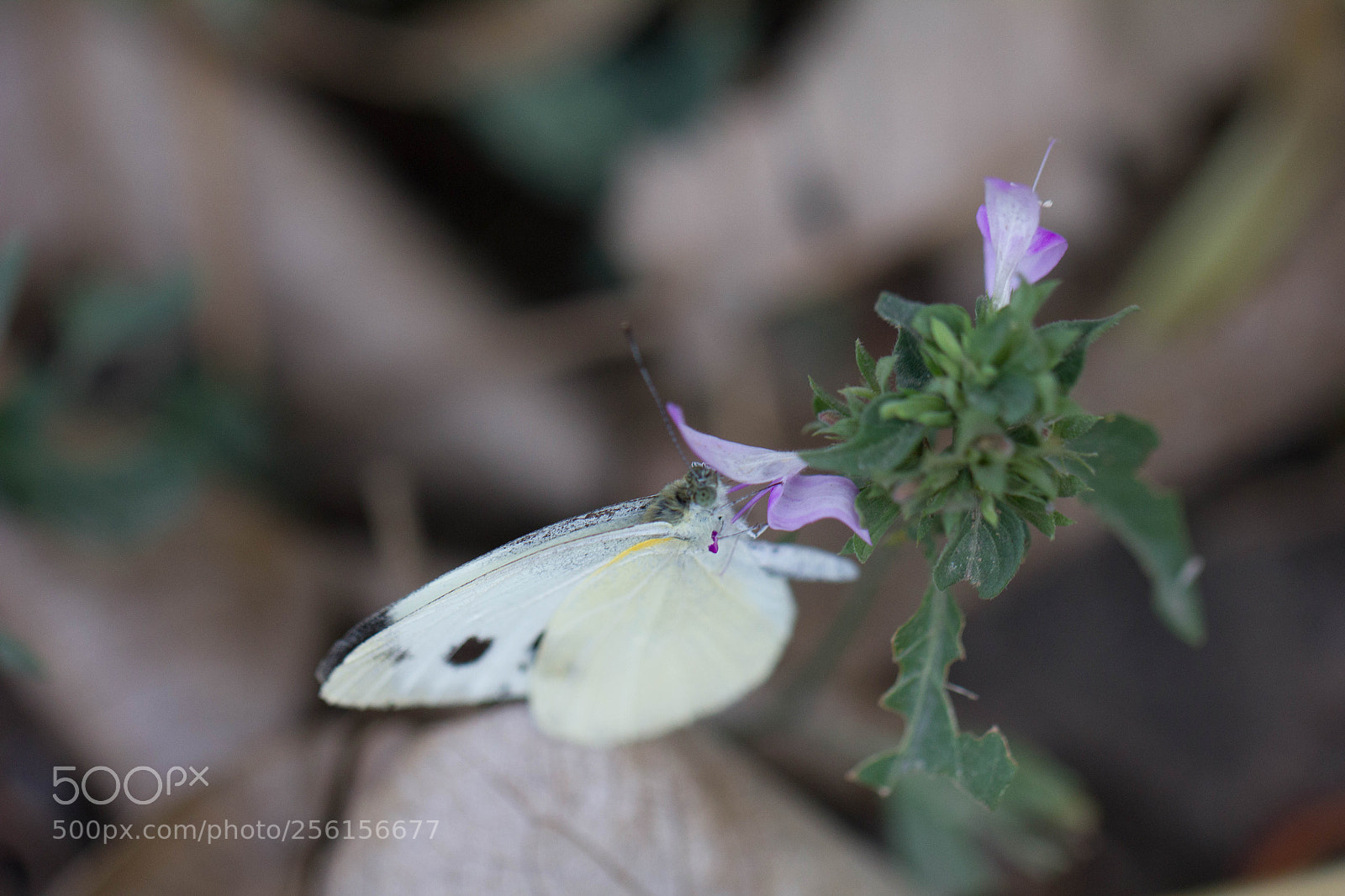 Canon EOS 550D (EOS Rebel T2i / EOS Kiss X4) sample photo. Butterfly on flower photography