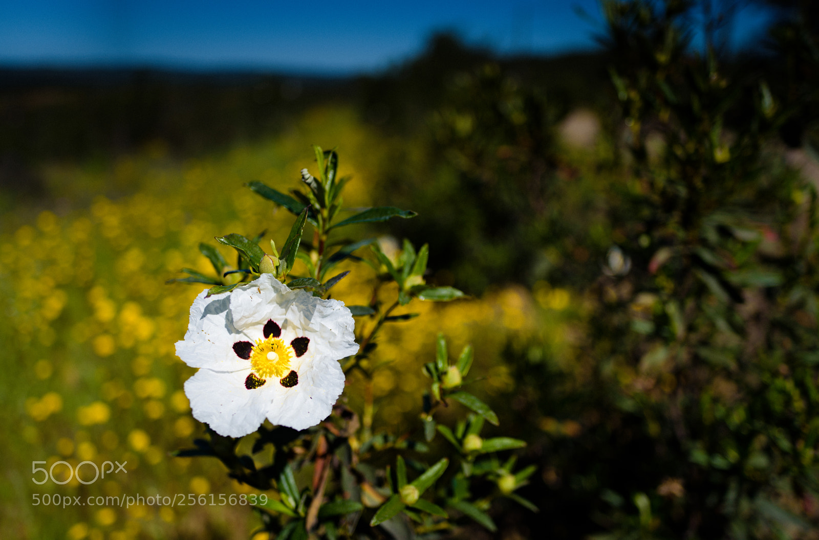 Nikon D750 sample photo. Cistus photography