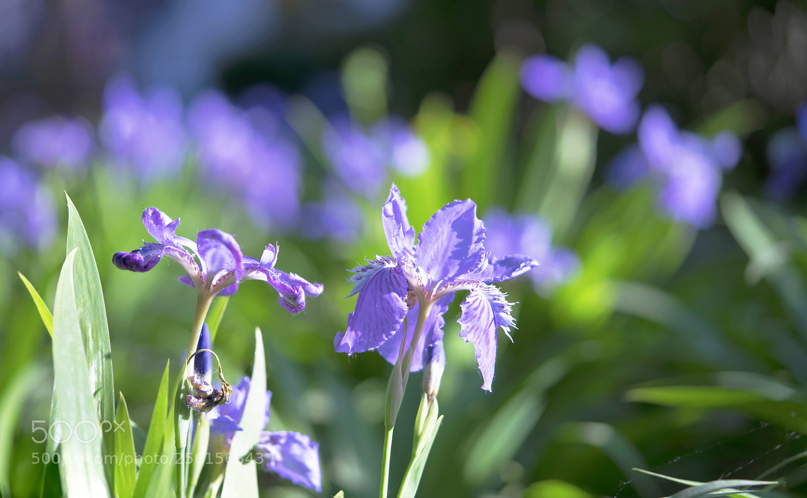 Sony a7R II sample photo. Iris photography