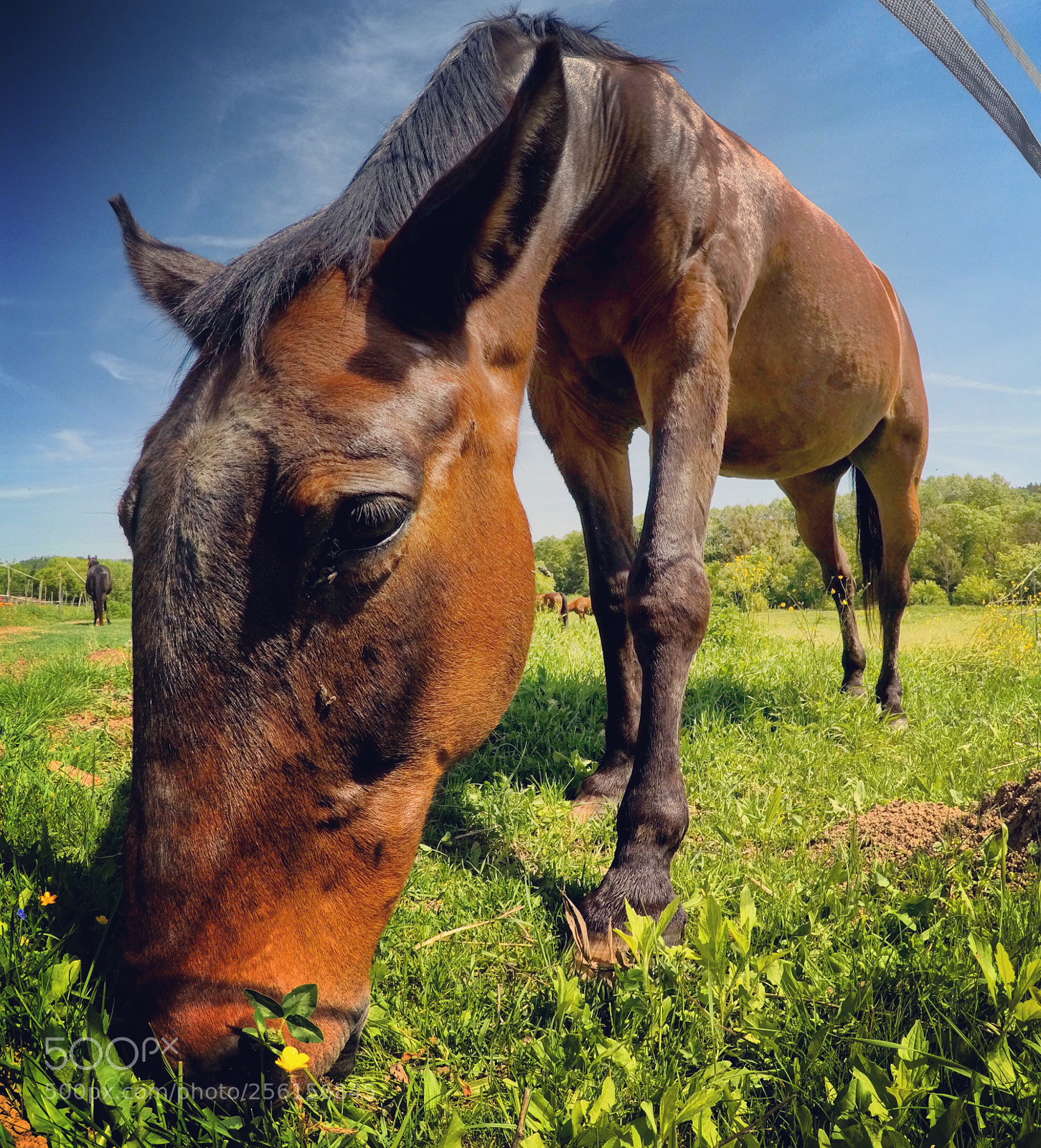 GoPro Hero5 Black sample photo. Horse photography