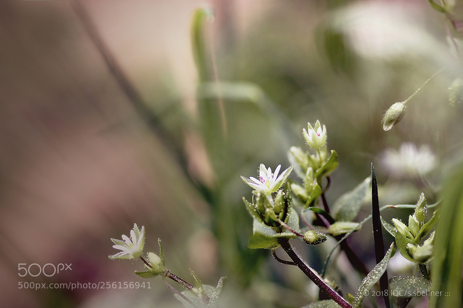 Canon EOS 1100D (EOS Rebel T3 / EOS Kiss X50) sample photo. Tiny forest beauty photography