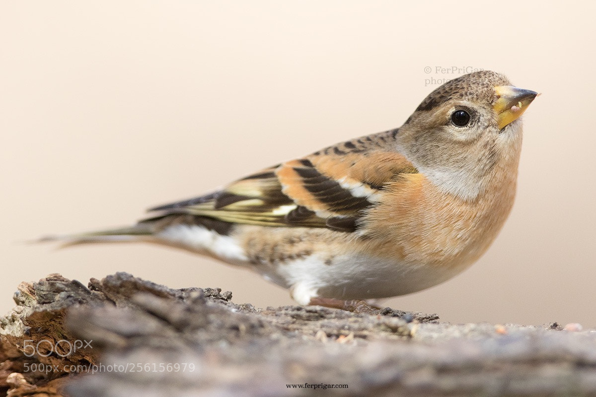 Canon EOS 7D Mark II sample photo. Brambling photography