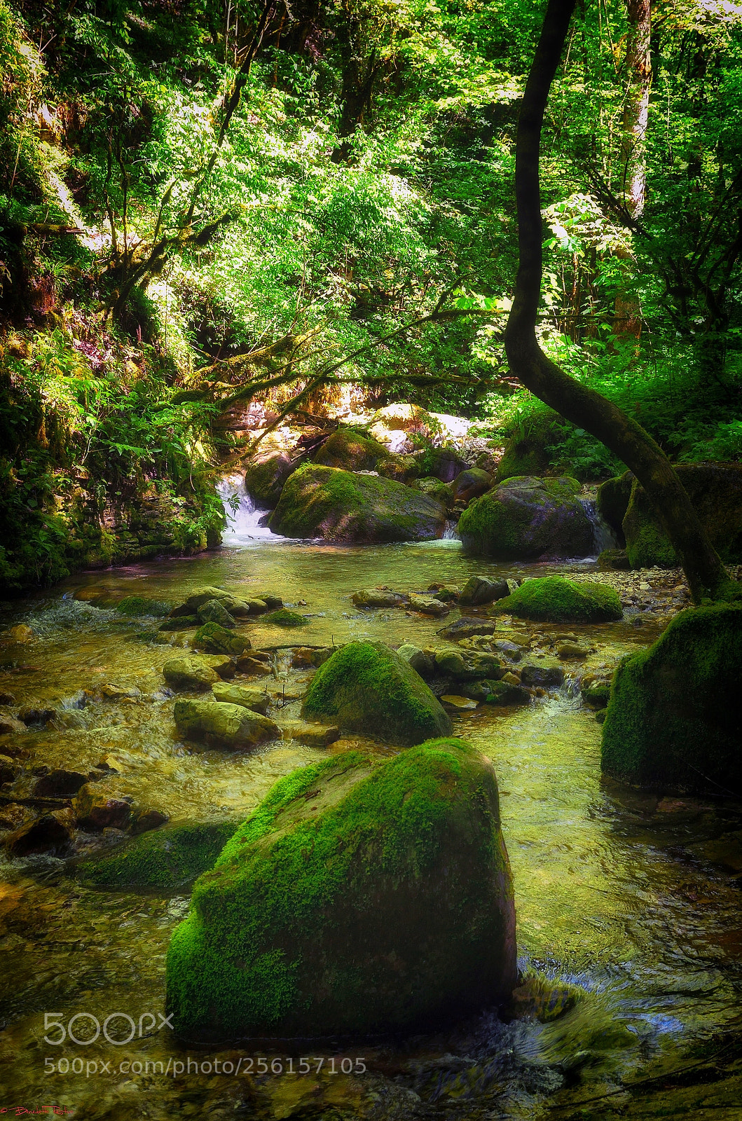 Nikon D5100 sample photo. Nature and light..... photography