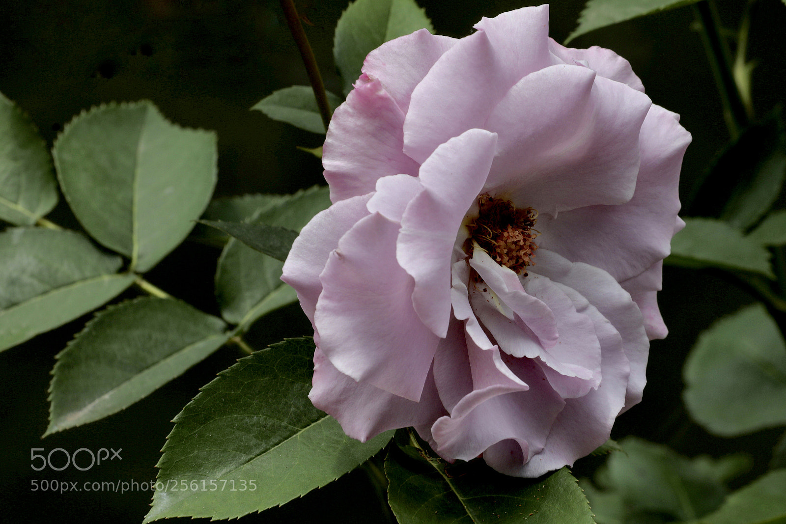 Canon EOS 5D Mark IV sample photo. 月季 photography