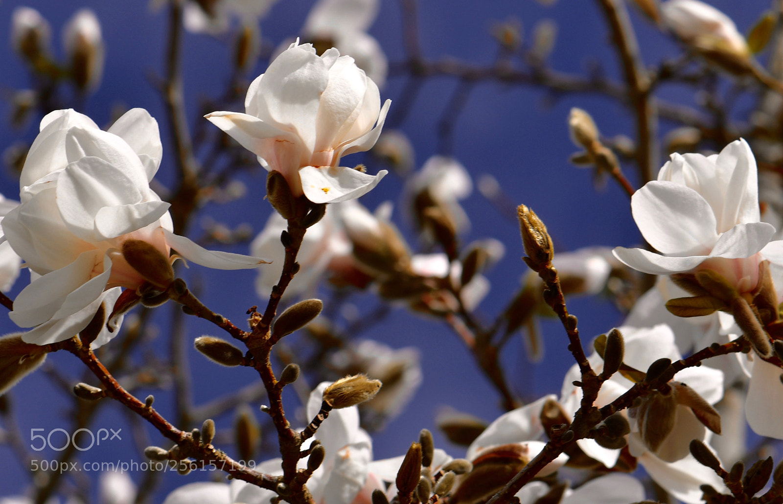 Nikon D500 sample photo. Untitled photography