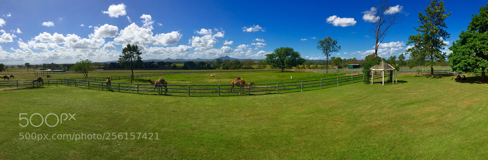 Apple iPhone 6 sample photo. Camel’s eye view photography