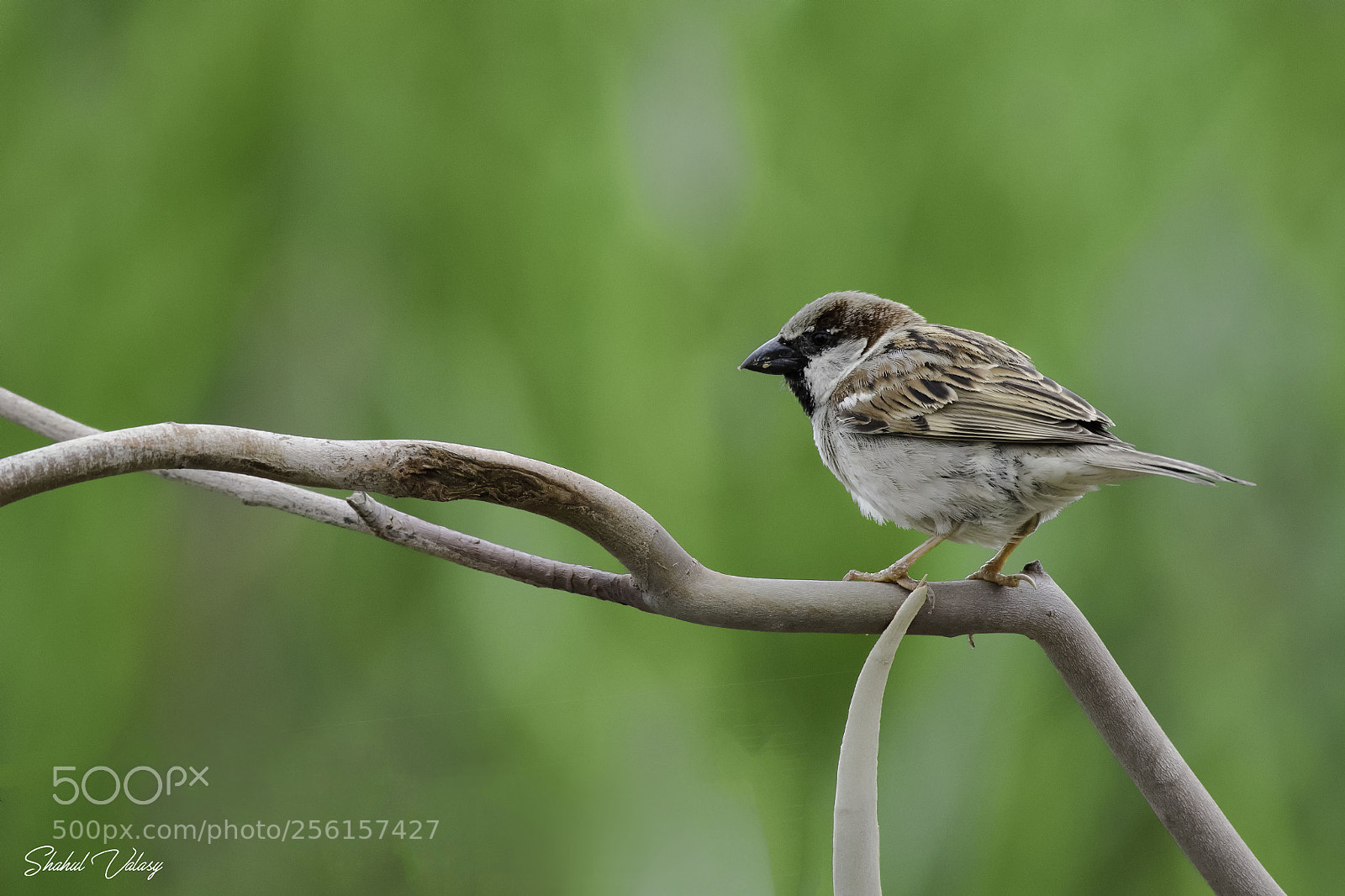 Nikon D500 sample photo. House sparrow photography
