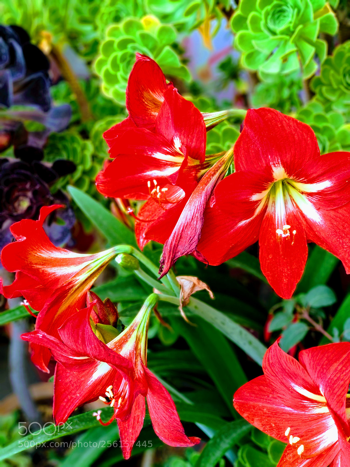 Xiaomi Mi A1 sample photo. Beautiful red flowers photography
