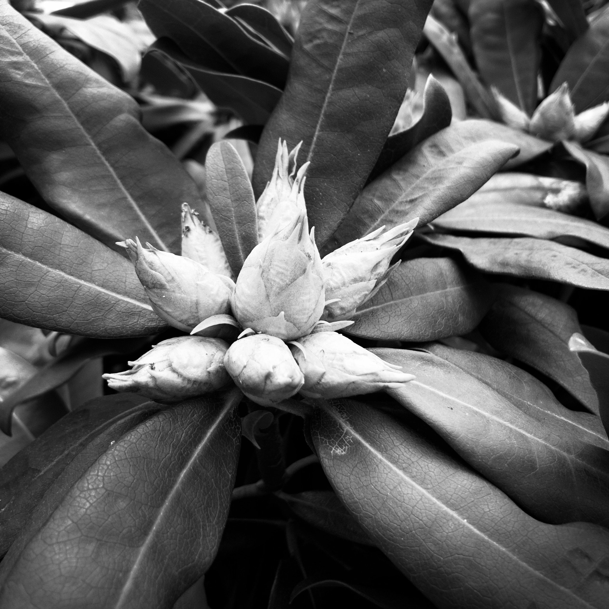 Hipstamatic 342 sample photo. Natural wonder photography