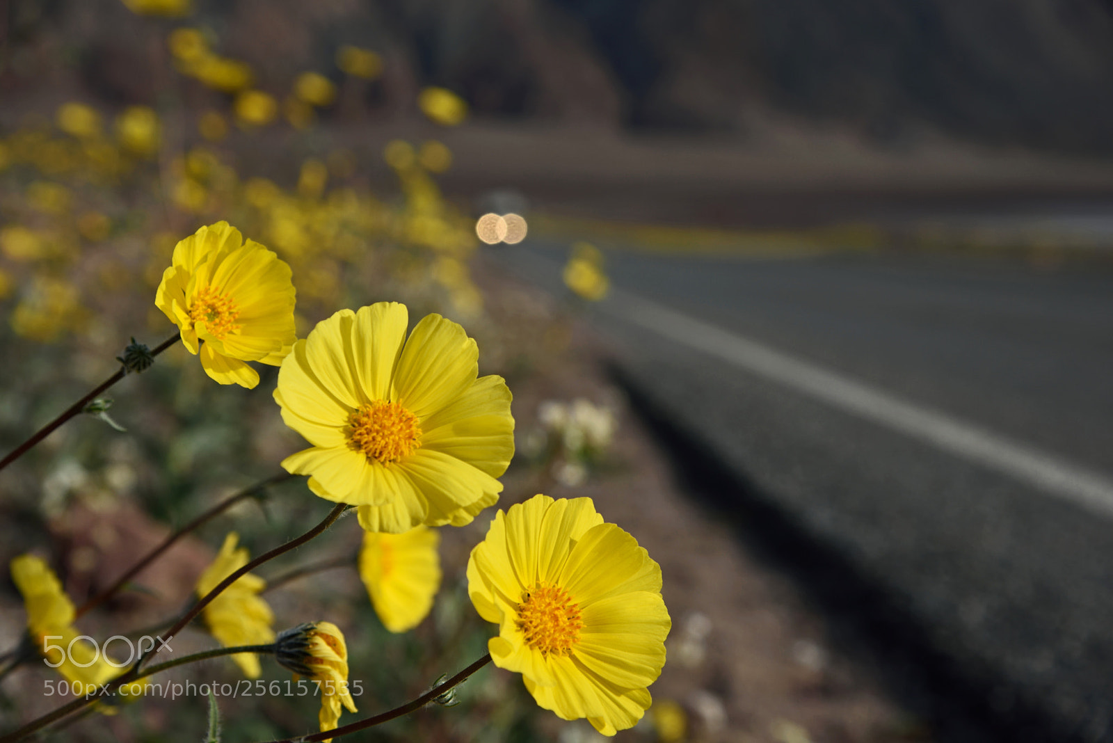Nikon D750 sample photo. Death valley photography