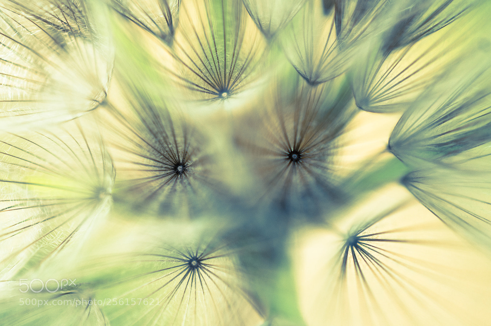 Nikon D300 sample photo. Parachute photography