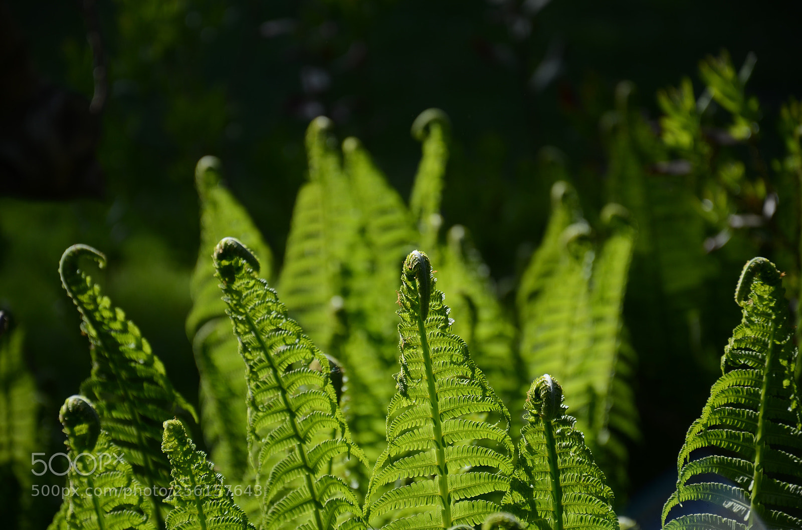 Nikon D7000 sample photo. Green  photography