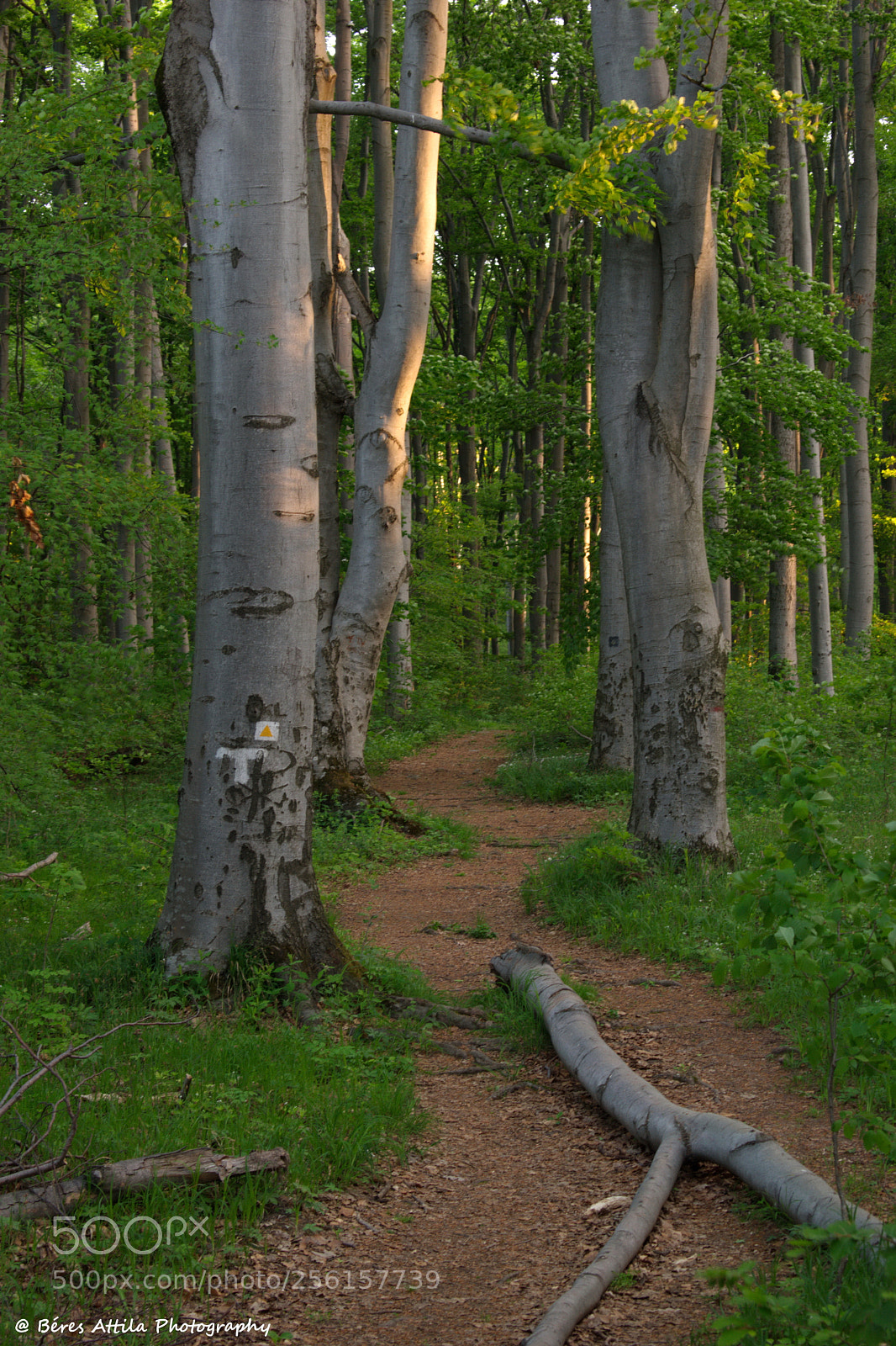 Nikon D3300 sample photo. Path photography