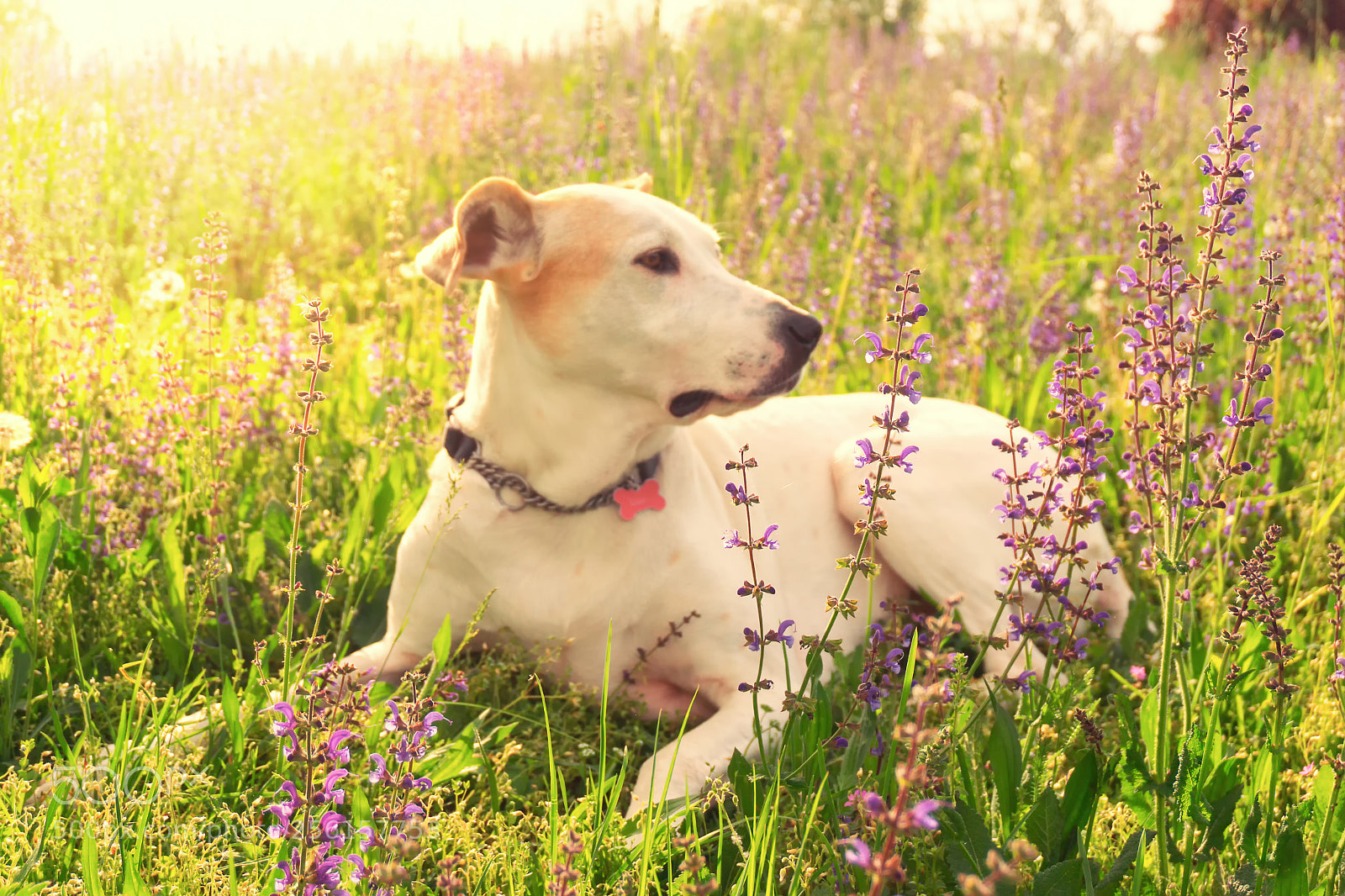 Sony a6000 sample photo. Beautiful dog on flower photography