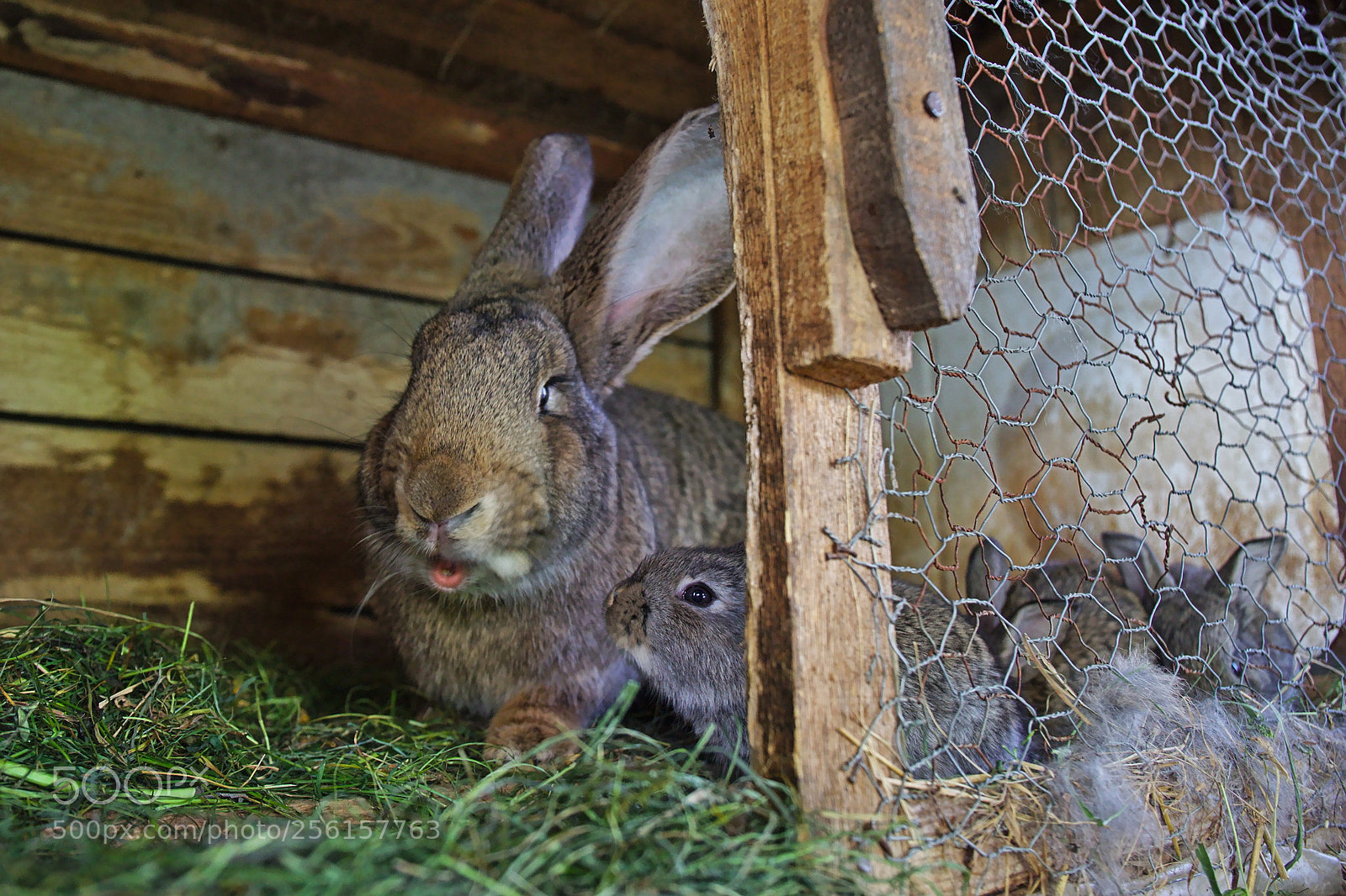 Canon EF 24-70mm F4L IS USM sample photo. Bunny family photography