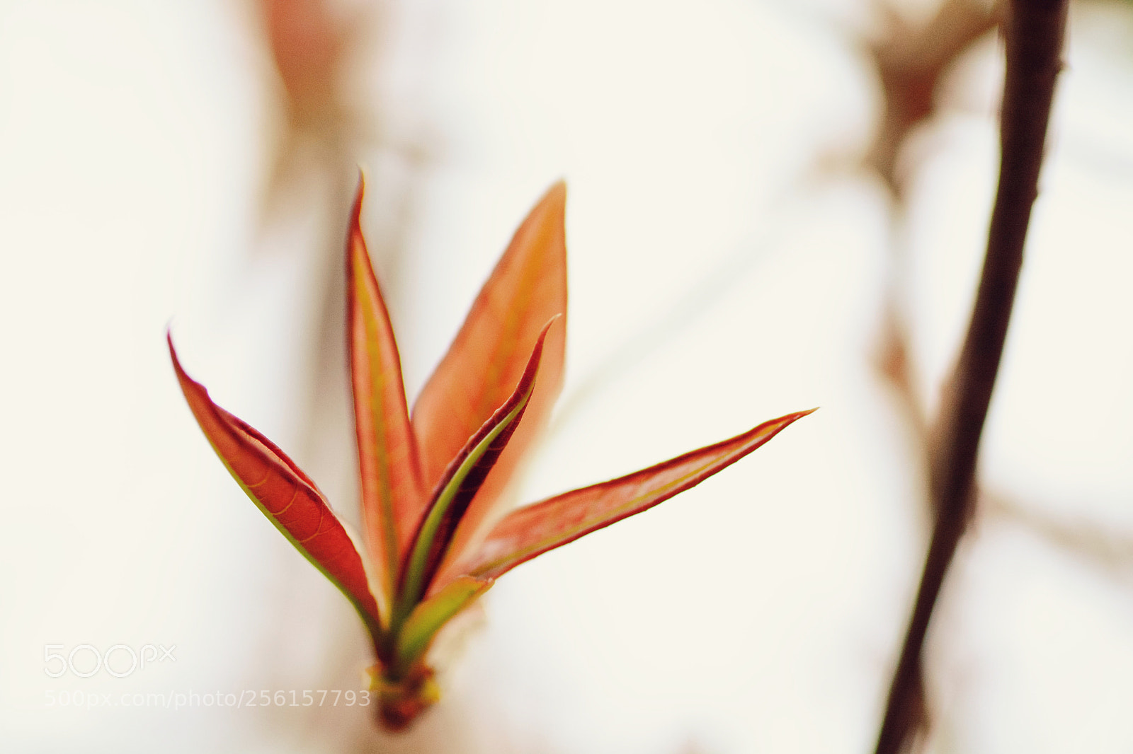 Nikon D7100 sample photo. Untitled photography
