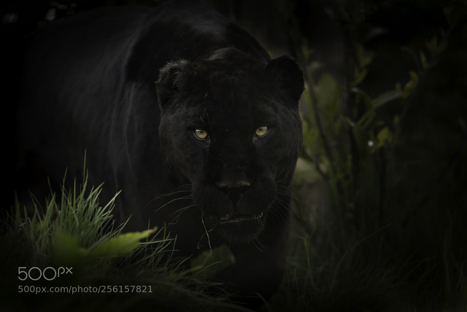 Nikon D5 sample photo. Black jaguar series photography