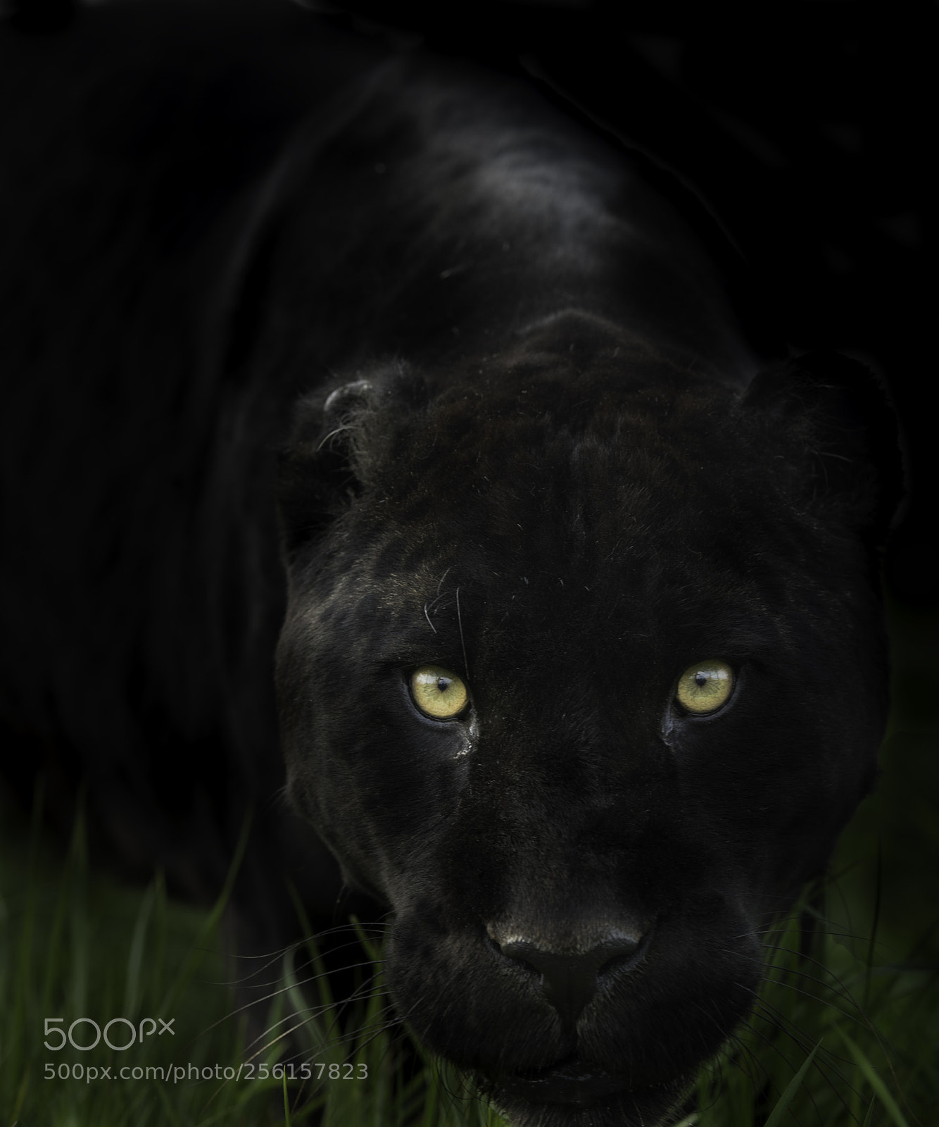 Nikon D5 sample photo. Black jaguar series photography