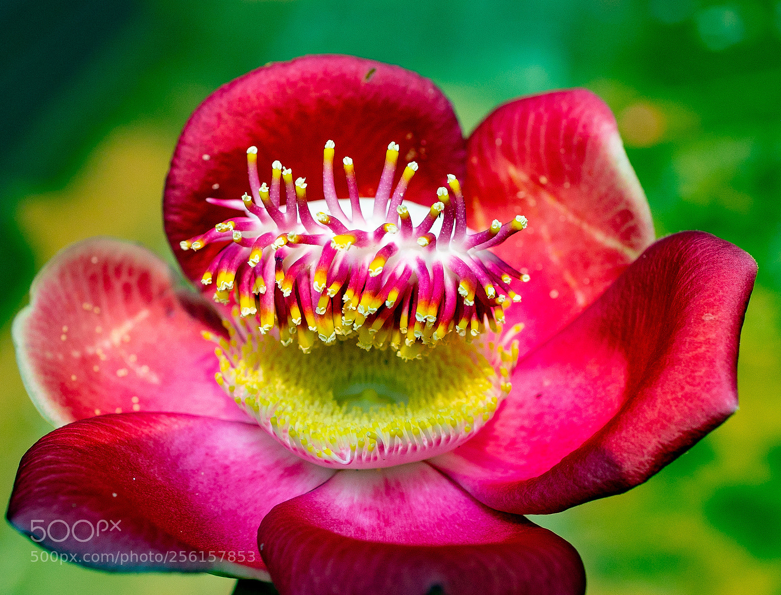 Canon EOS 5D Mark IV sample photo. Flower photography