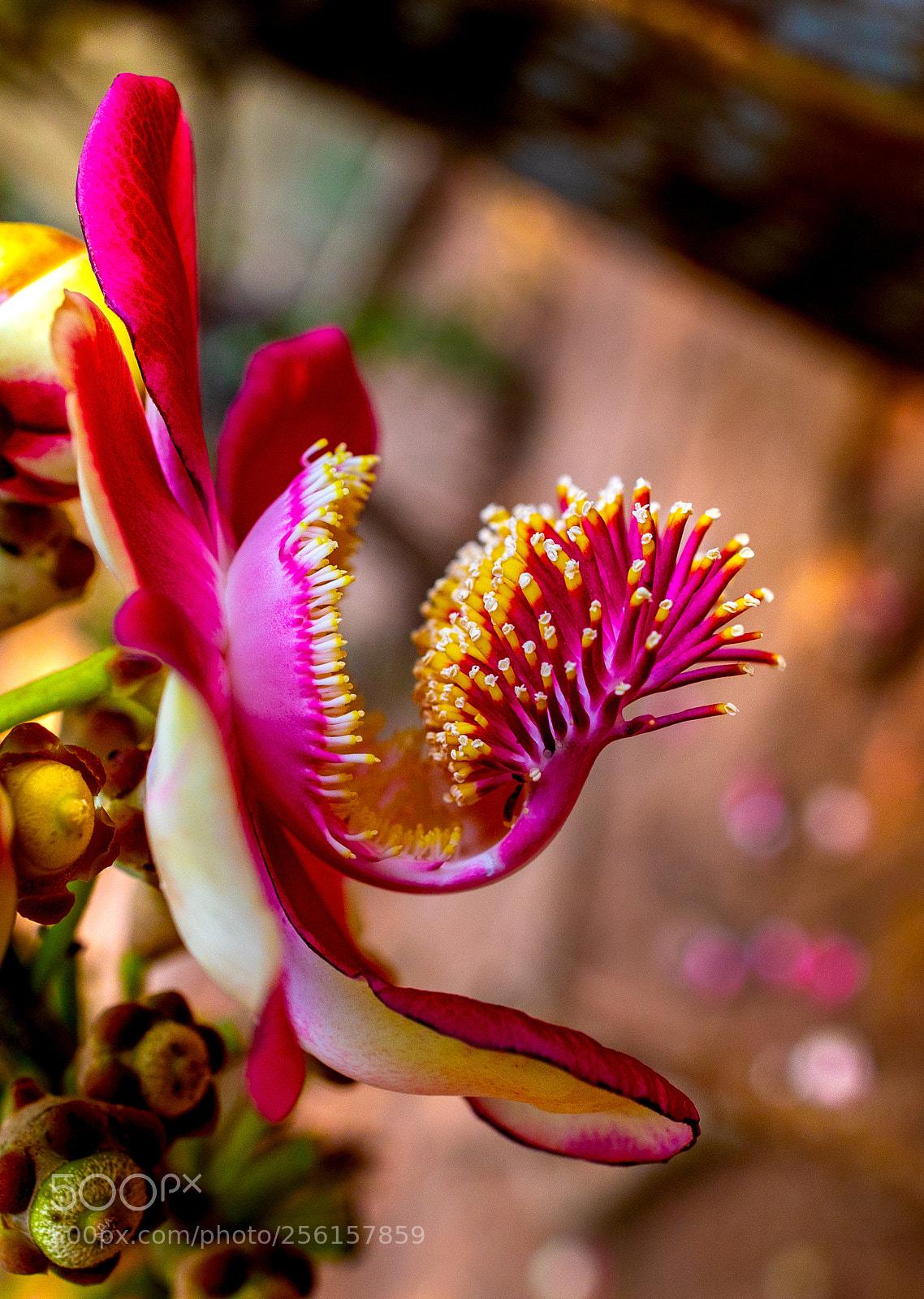 Canon EOS 5D Mark IV sample photo. Flower photography