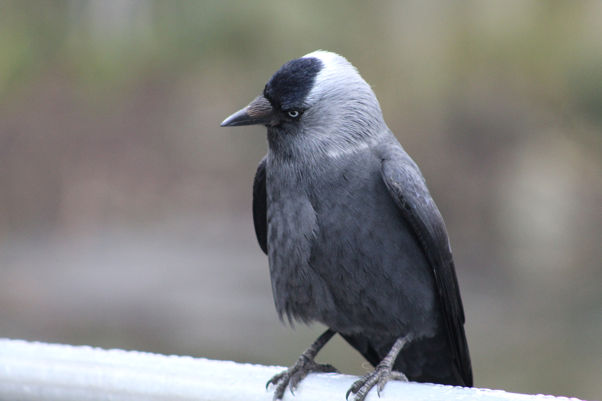 Canon EF 75-300mm f/4-5.6 sample photo. Prey photography