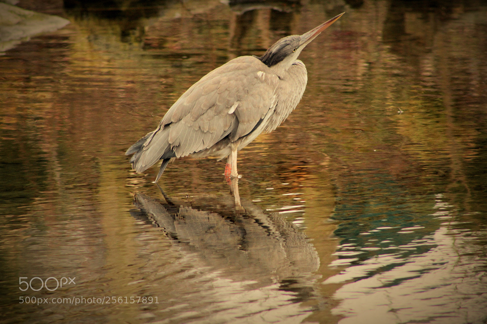Canon EOS 1300D (EOS Rebel T6 / EOS Kiss X80) sample photo. Reflection of a hunter photography