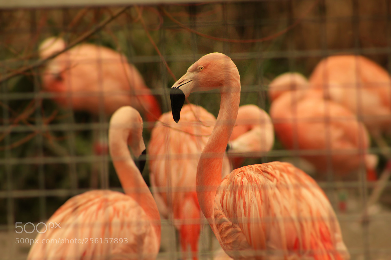 Canon EOS 1300D (EOS Rebel T6 / EOS Kiss X80) sample photo. Caged beauty photography
