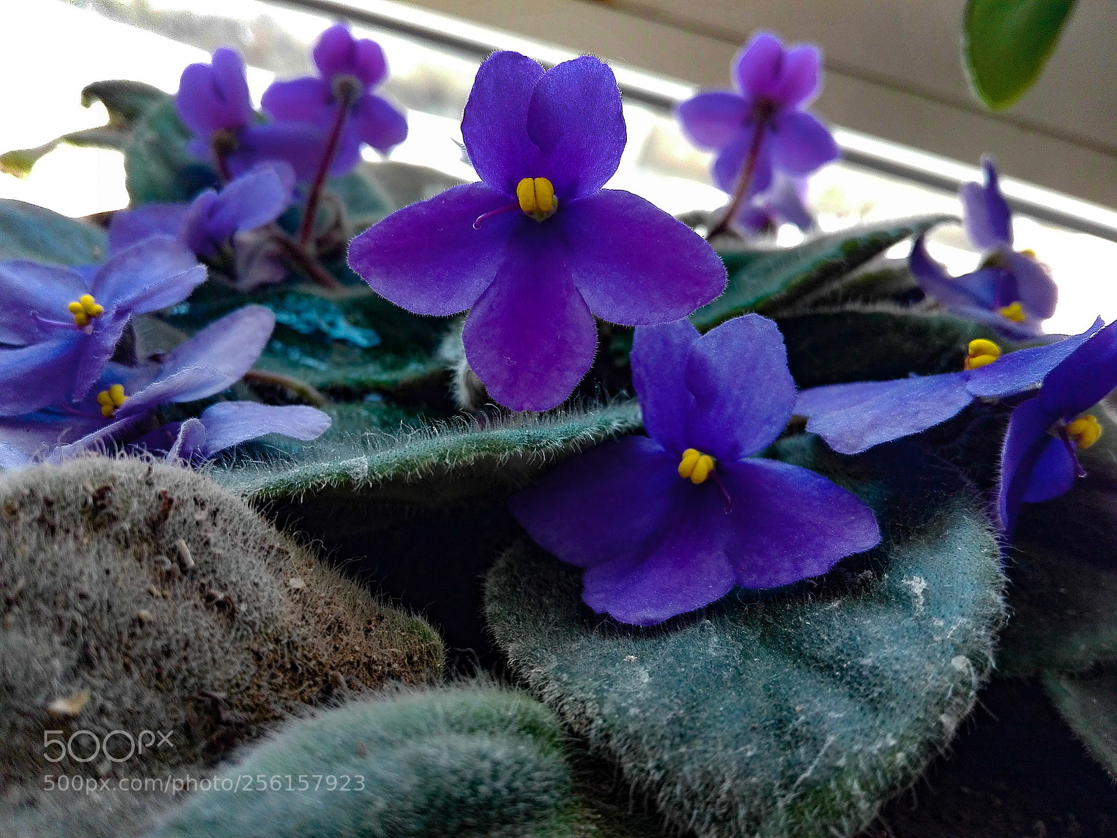 HUAWEI P8 Lite sample photo. Flower photography